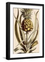 Pineapple-null-Framed Giclee Print