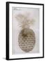 Pineapple-John White-Framed Giclee Print