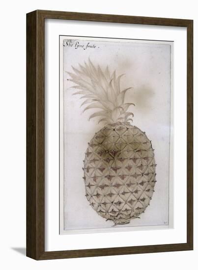 Pineapple-John White-Framed Giclee Print