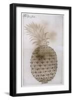 Pineapple-John White-Framed Giclee Print