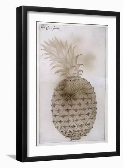 Pineapple-John White-Framed Premium Giclee Print