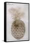 Pineapple-John White-Framed Stretched Canvas