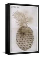 Pineapple-John White-Framed Stretched Canvas