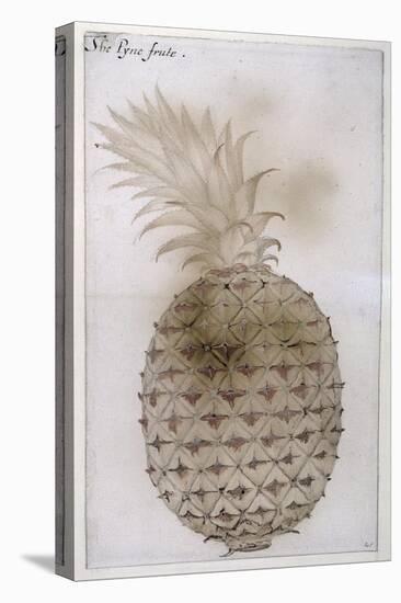 Pineapple-John White-Stretched Canvas