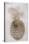 Pineapple-John White-Stretched Canvas