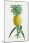 Pineapple-null-Mounted Giclee Print