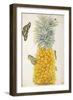 Pineapple-Maria Sibylla Merian-Framed Art Print