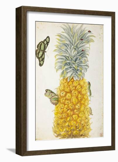 Pineapple-Maria Sibylla Merian-Framed Art Print