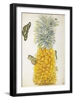 Pineapple-Maria Sibylla Merian-Framed Art Print