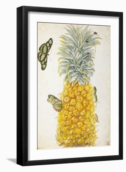 Pineapple-Maria Sibylla Merian-Framed Art Print