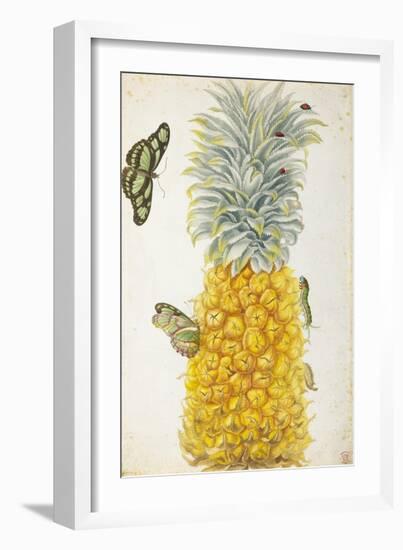 Pineapple-Maria Sibylla Merian-Framed Art Print