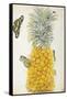 Pineapple-Maria Sibylla Merian-Framed Stretched Canvas