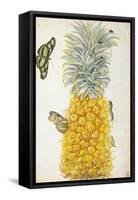 Pineapple-Maria Sibylla Merian-Framed Stretched Canvas