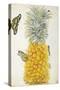 Pineapple-Maria Sibylla Merian-Stretched Canvas