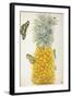 Pineapple-Maria Sibylla Merian-Framed Art Print