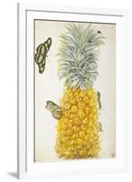 Pineapple-Maria Sibylla Merian-Framed Art Print