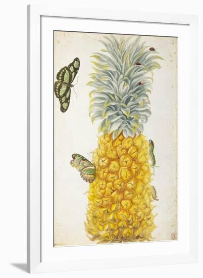 Pineapple-Maria Sibylla Merian-Framed Art Print