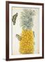 Pineapple-Maria Sibylla Merian-Framed Art Print