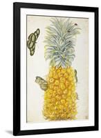 Pineapple-Maria Sibylla Merian-Framed Art Print