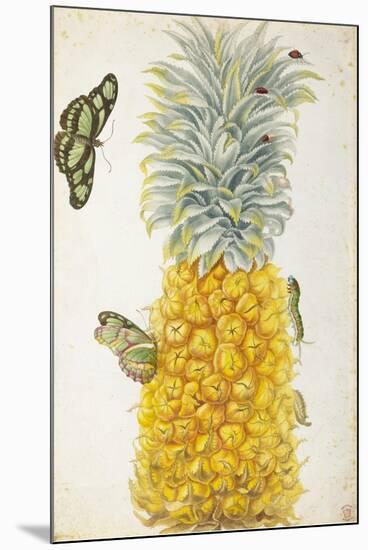 Pineapple-Maria Sibylla Merian-Mounted Art Print