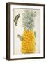 Pineapple-Maria Sibylla Merian-Framed Art Print