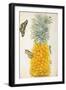 Pineapple-Maria Sibylla Merian-Framed Art Print