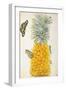 Pineapple-Maria Sibylla Merian-Framed Art Print