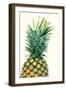 Pineapples, Detail, South-Fruit, Fruit, Collective-Fruit-Herbert Kehrer-Framed Photographic Print