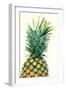 Pineapples, Detail, South-Fruit, Fruit, Collective-Fruit-Herbert Kehrer-Framed Photographic Print