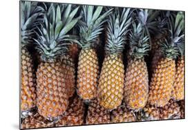 Pineapples Grown in the Amazon, Manaus, Brazil-Kymri Wilt-Mounted Photographic Print