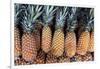Pineapples Grown in the Amazon, Manaus, Brazil-Kymri Wilt-Framed Photographic Print