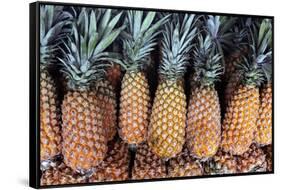 Pineapples Grown in the Amazon, Manaus, Brazil-Kymri Wilt-Framed Stretched Canvas