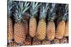 Pineapples Grown in the Amazon, Manaus, Brazil-Kymri Wilt-Stretched Canvas