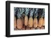 Pineapples Grown in the Amazon, Manaus, Brazil-Kymri Wilt-Framed Photographic Print