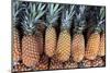 Pineapples Grown in the Amazon, Manaus, Brazil-Kymri Wilt-Mounted Photographic Print