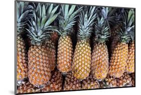 Pineapples Grown in the Amazon, Manaus, Brazil-Kymri Wilt-Mounted Photographic Print