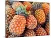 Pineapples, Sunshine Coast, Queensland, Australia-David Wall-Stretched Canvas
