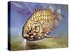 Pinecone Fish (Monocentris Japonica), Monocentridae, Drawing-null-Stretched Canvas