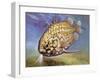 Pinecone Fish (Monocentris Japonica), Monocentridae, Drawing-null-Framed Giclee Print