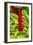 Pinecone ginger, Moorea, Tahiti, French Polynesia. Native to Malaysia.-William Perry-Framed Photographic Print