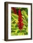 Pinecone ginger, Moorea, Tahiti, French Polynesia. Native to Malaysia.-William Perry-Framed Photographic Print