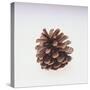 Pinecone-DLILLC-Stretched Canvas
