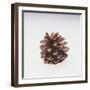 Pinecone-DLILLC-Framed Photographic Print