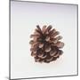 Pinecone-DLILLC-Mounted Photographic Print