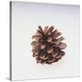 Pinecone-DLILLC-Stretched Canvas