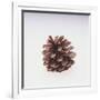 Pinecone-DLILLC-Framed Giclee Print