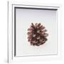 Pinecone-DLILLC-Framed Giclee Print