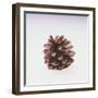 Pinecone-DLILLC-Framed Giclee Print