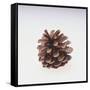 Pinecone-DLILLC-Framed Stretched Canvas