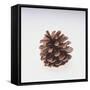 Pinecone-DLILLC-Framed Stretched Canvas